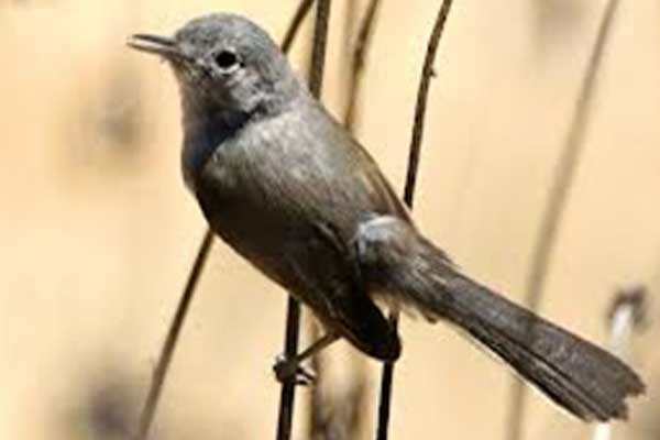 Multiple Species Habitat Conservation Plan - Bird